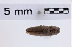 Foto (Dorsalansicht) von Melanotus americanus (Herbst, 1806) (NHMW-ZOO-COL-0007786)